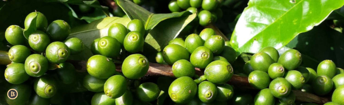 10 maiores produtores de café do mundo: conheça os países que mais se dedicam ao cultivo do grão