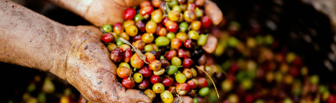 Conheça as diferentes metodologias de classificação do café no Brasil