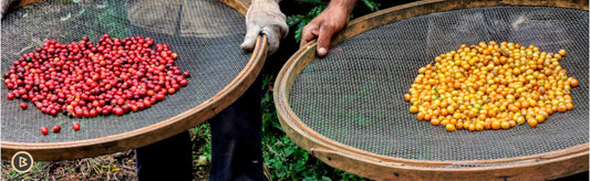Tipos de café: arábica e robusta. Conheça as principais características e diferenças entre eles