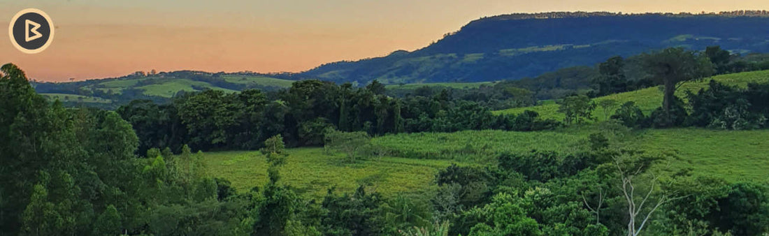 Conheça a Alta Mogiana, famosa pela produção de grãos de alta qualidade e região de origem do Bacco Café